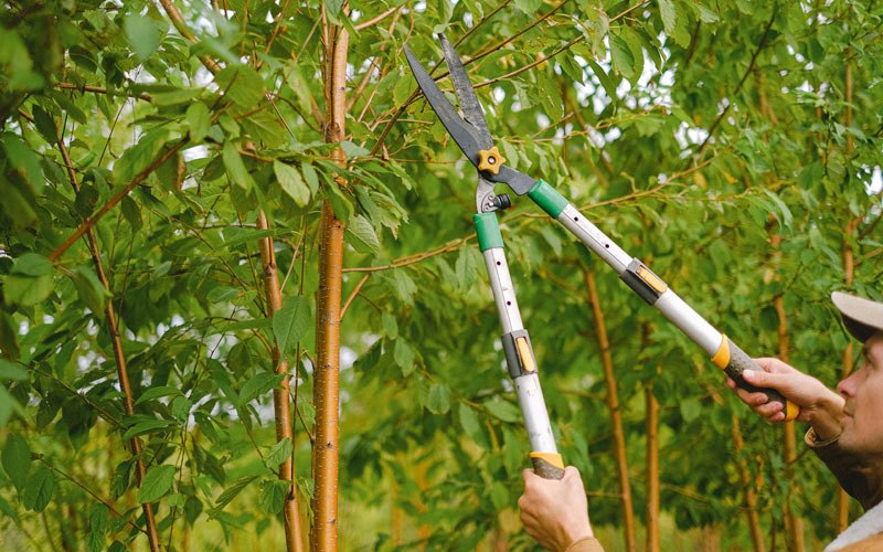 Tree trimming in Melvindale, MI